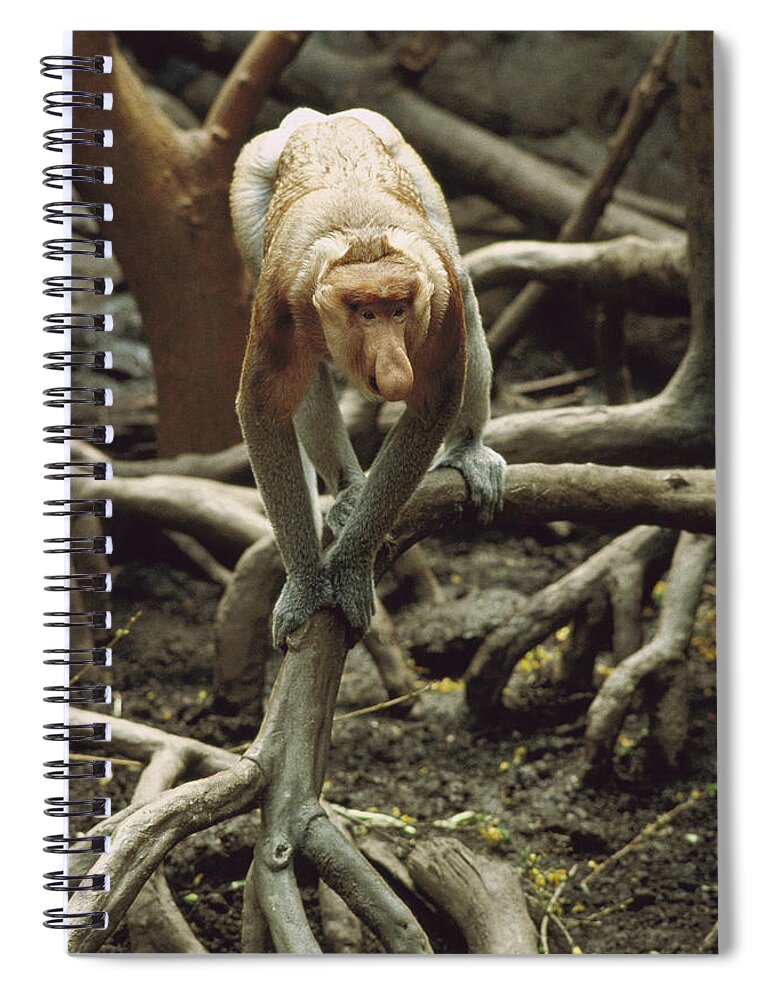 Feb0514 Spiral Notebook featuring the photograph Proboscis Monkey Borneo by Gerry Ellis