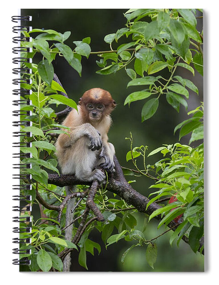 Suzi Eszterhas Spiral Notebook featuring the photograph Proboscis Monkey Three Month Old Baby by Suzi Eszterhas