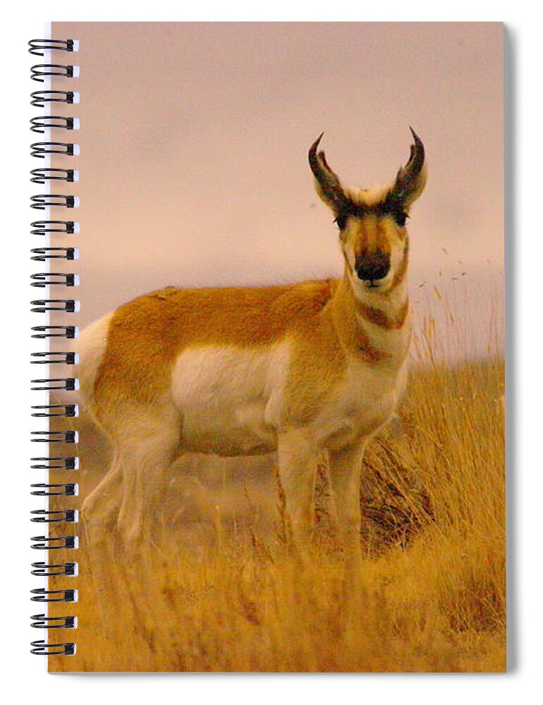 Pronghorn Spiral Notebook featuring the photograph Pronghorn by Jeff Swan