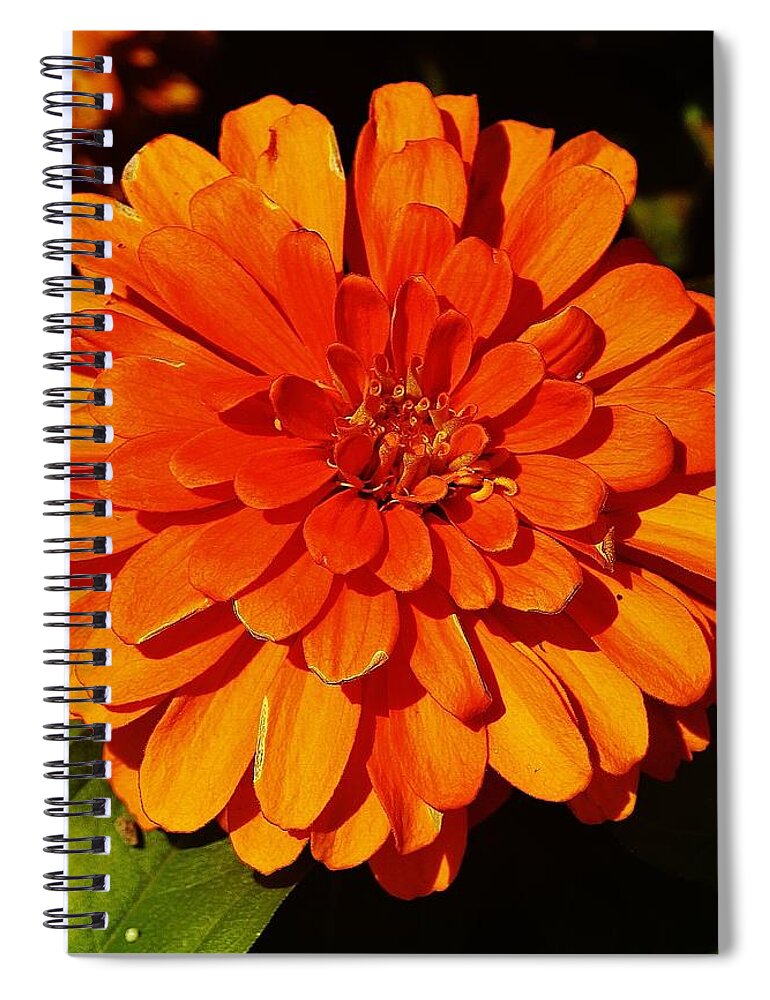 Orange Spiral Notebook featuring the photograph Proven Winners Flower by Daniel Thompson