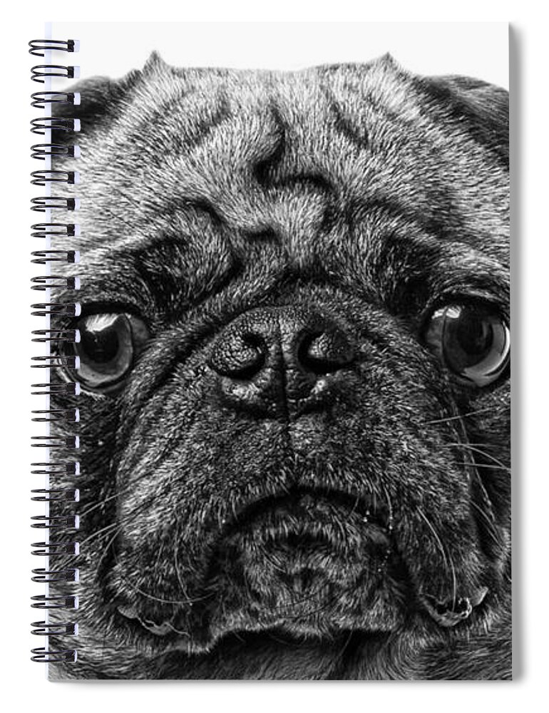 Animal Spiral Notebook featuring the photograph Pug Dog black and white by Edward Fielding