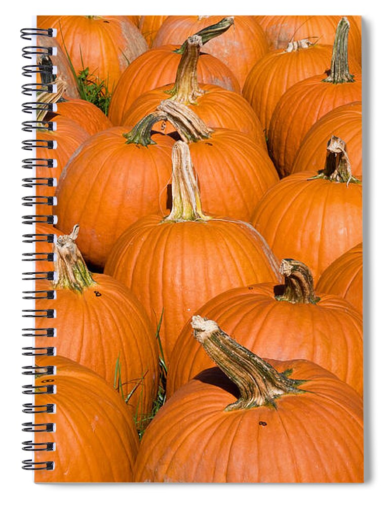 Plant Spiral Notebook featuring the photograph Pumpkins by Millard H Sharp