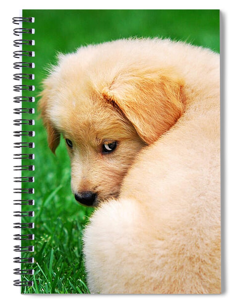 Golden Retriever Spiral Notebook featuring the photograph Puppy Love by Christina Rollo