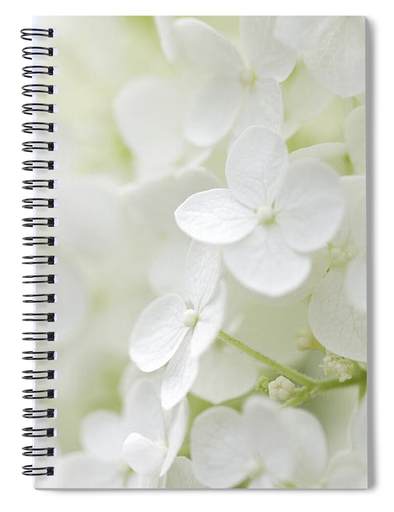 Hydrangea Spiral Notebook featuring the photograph Purity by Patty Colabuono