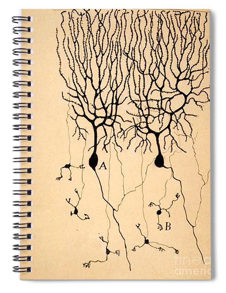 Purkinje Cells Spiral Notebook featuring the photograph Purkinje Cells by Cajal 1899 by Science Source