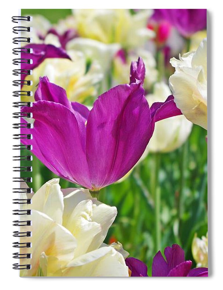 Purple Tulips Spiral Notebook featuring the photograph Purple and White Tulips by Sharon Popek