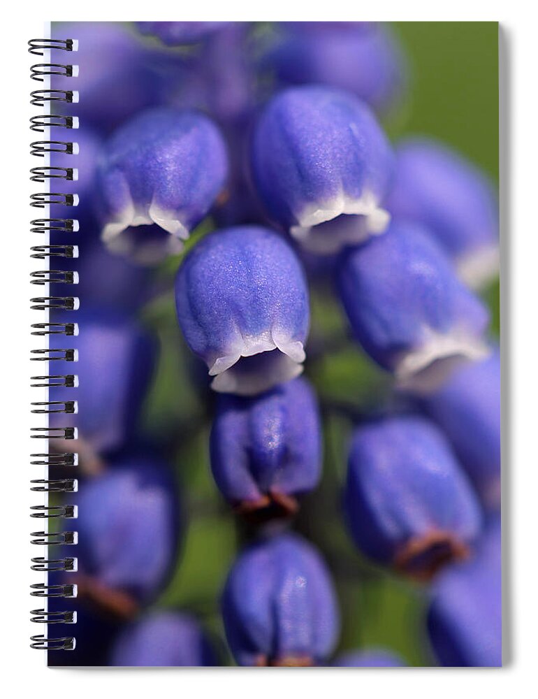 Muscari Spiral Notebook featuring the photograph Purple Bells by Juergen Roth