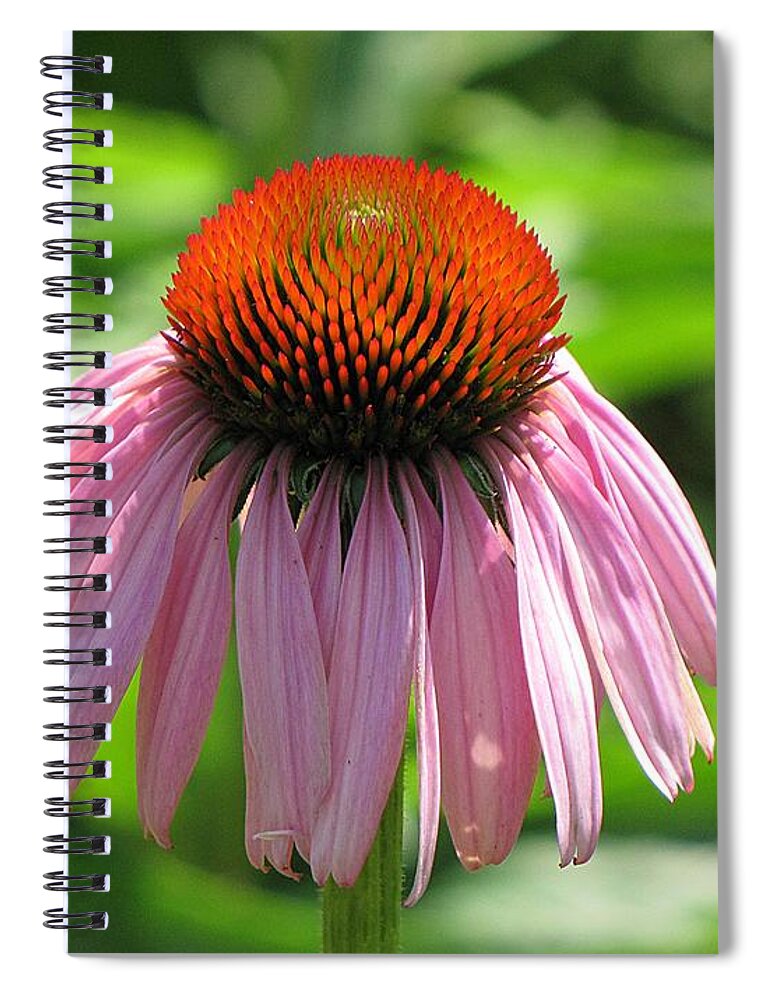 Echinacea Spiral Notebook featuring the photograph Purple Coneflower by MTBobbins Photography