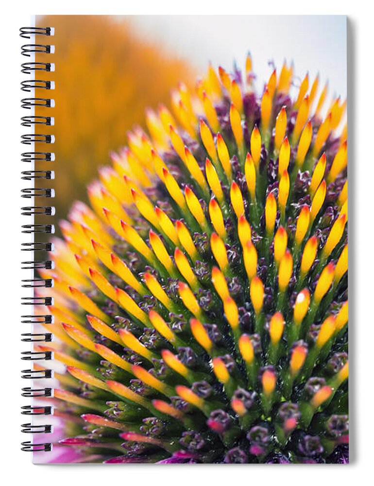 Purple Coneflower Spiral Notebook featuring the photograph Purple Coneflower Visions by Bill and Linda Tiepelman
