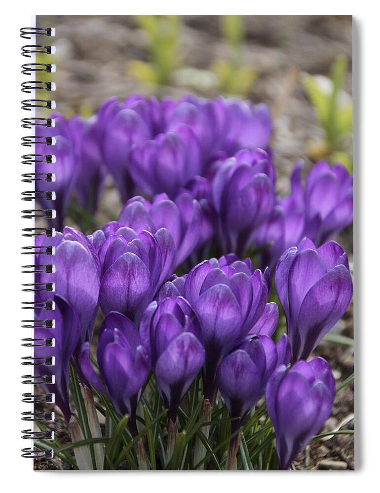 Springtime Spiral Notebook featuring the photograph Purple crocus Flowers by Valerie Collins
