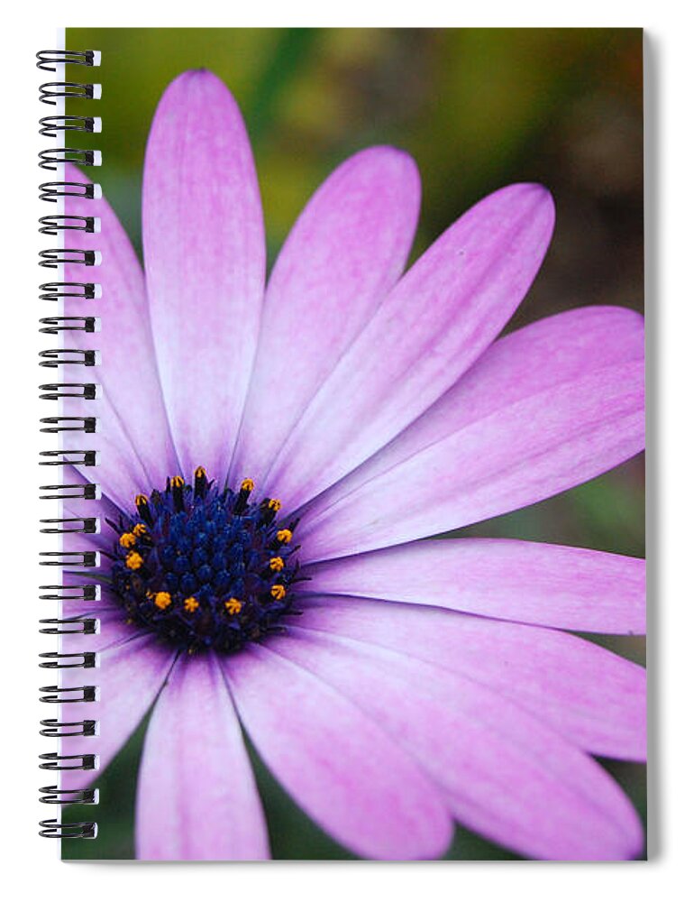 Flower Spiral Notebook featuring the photograph Purple Daisy by Amy Fose