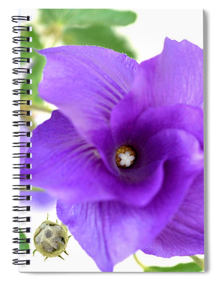 Blue Hibiscus Spiral Notebook featuring the photograph Purple Delicacy by Deb Halloran