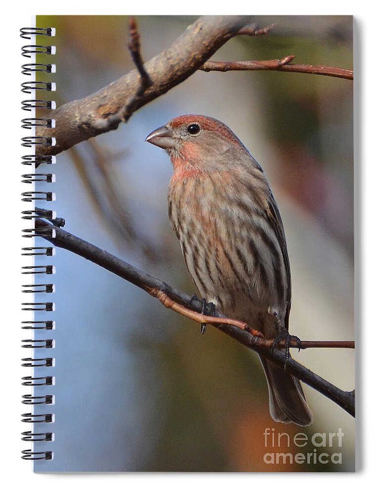 Finch Spiral Notebook featuring the photograph Purple Finch by Kathy Baccari