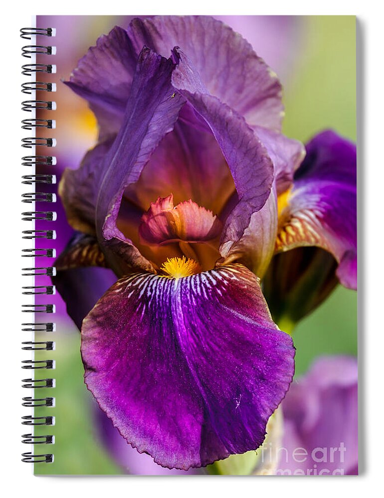 Iris Spiral Notebook featuring the photograph Purple Flag by Robert Bales