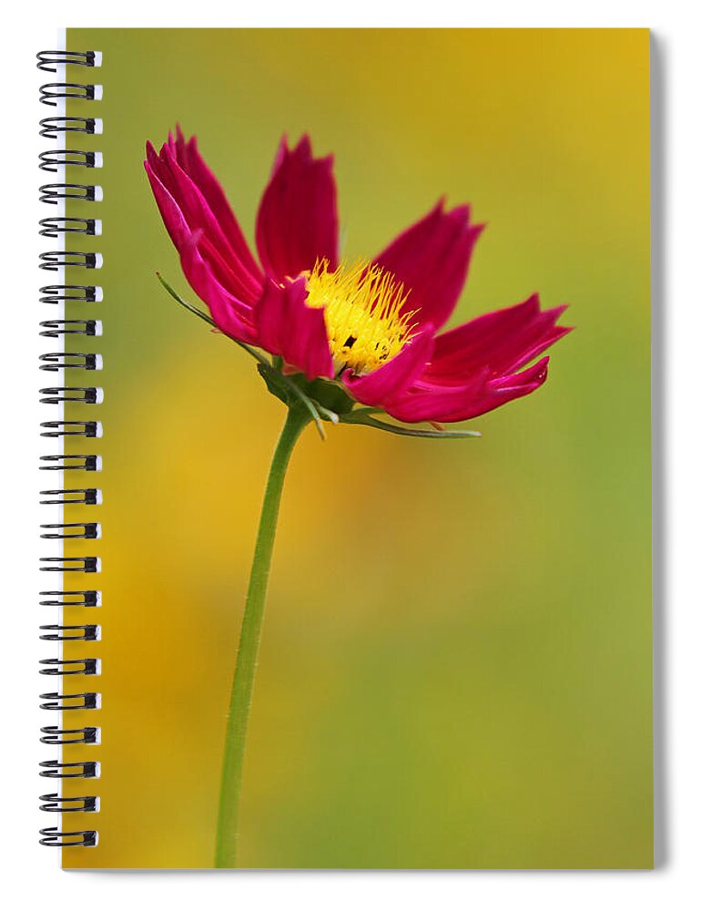 Flower Spiral Notebook featuring the photograph Purple Floral over Yellow by Juergen Roth