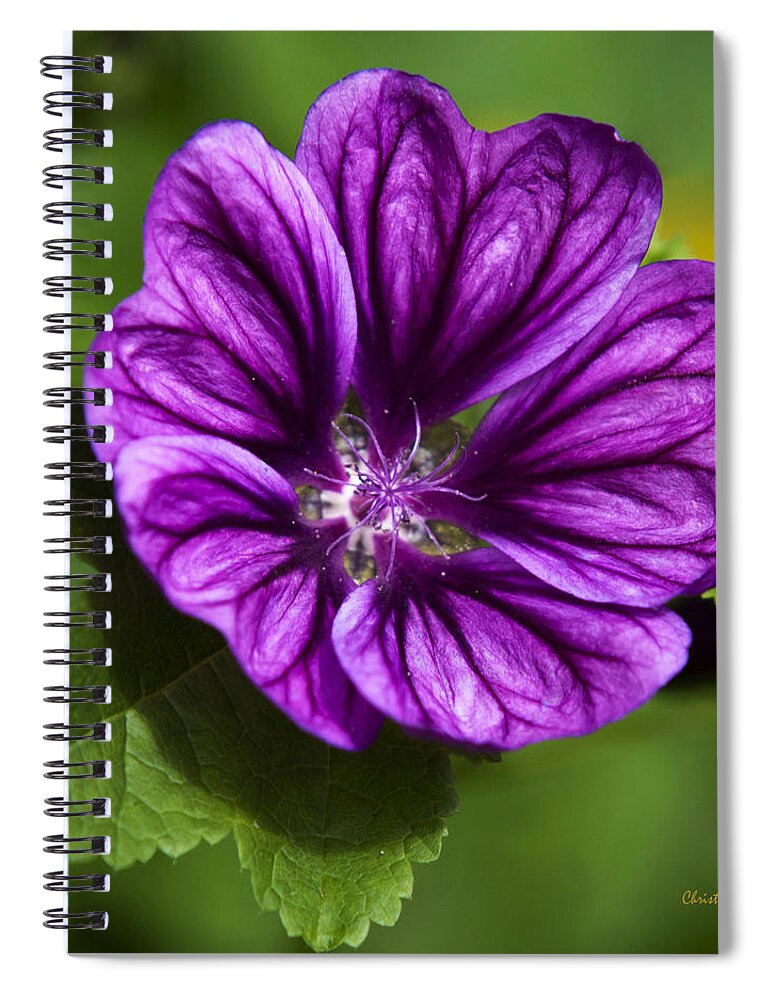 Hollyhock Spiral Notebook featuring the photograph Purple Flower Hollyhock by Christina Rollo