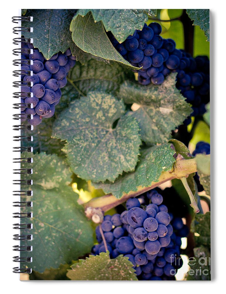 Grapes Spiral Notebook featuring the photograph Purple Grapes on the Vine by Ana V Ramirez