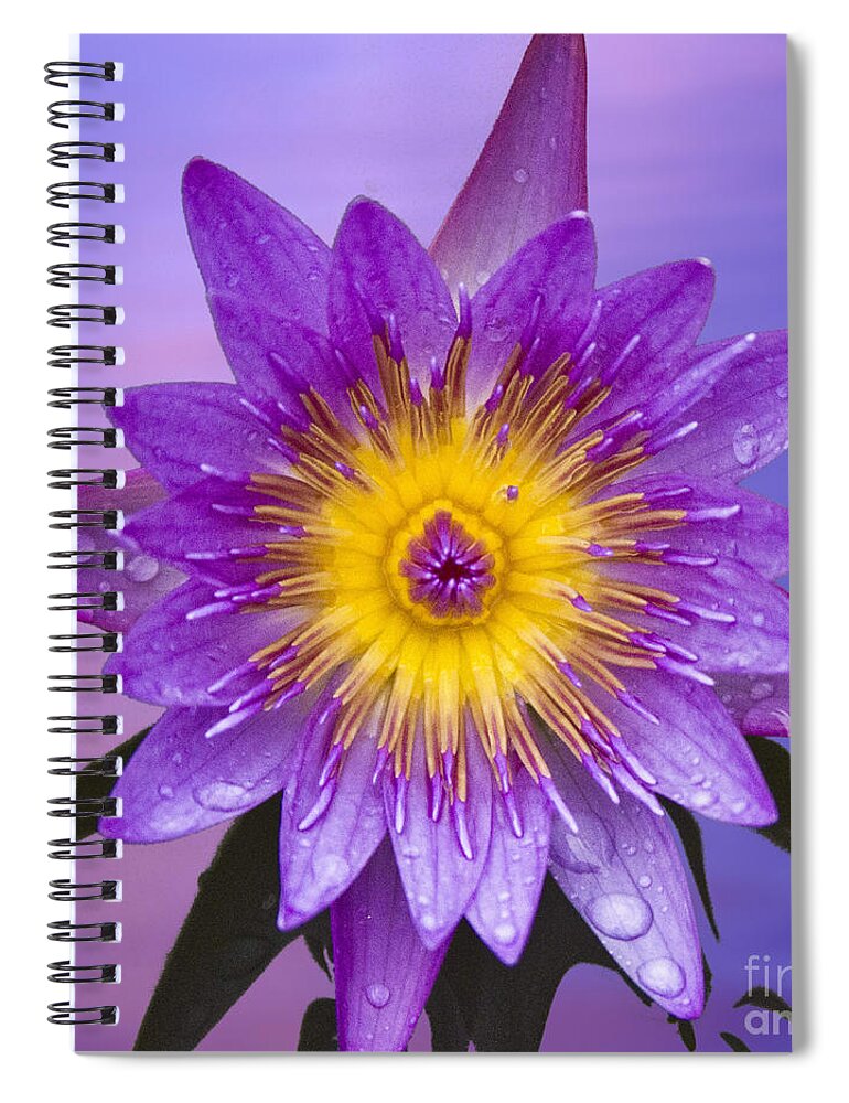 Water Llilies Spiral Notebook featuring the photograph Purple by Heiko Koehrer-Wagner