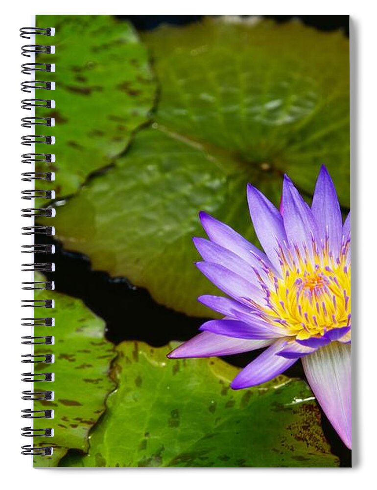  Water Lily Spiral Notebook featuring the photograph Purple Lily by Dave Files