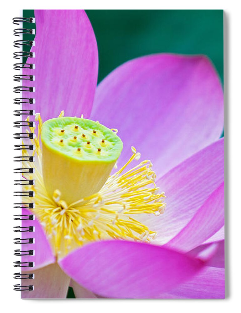 Lotus Spiral Notebook featuring the photograph Purple Lotus Blossom by Michael Porchik