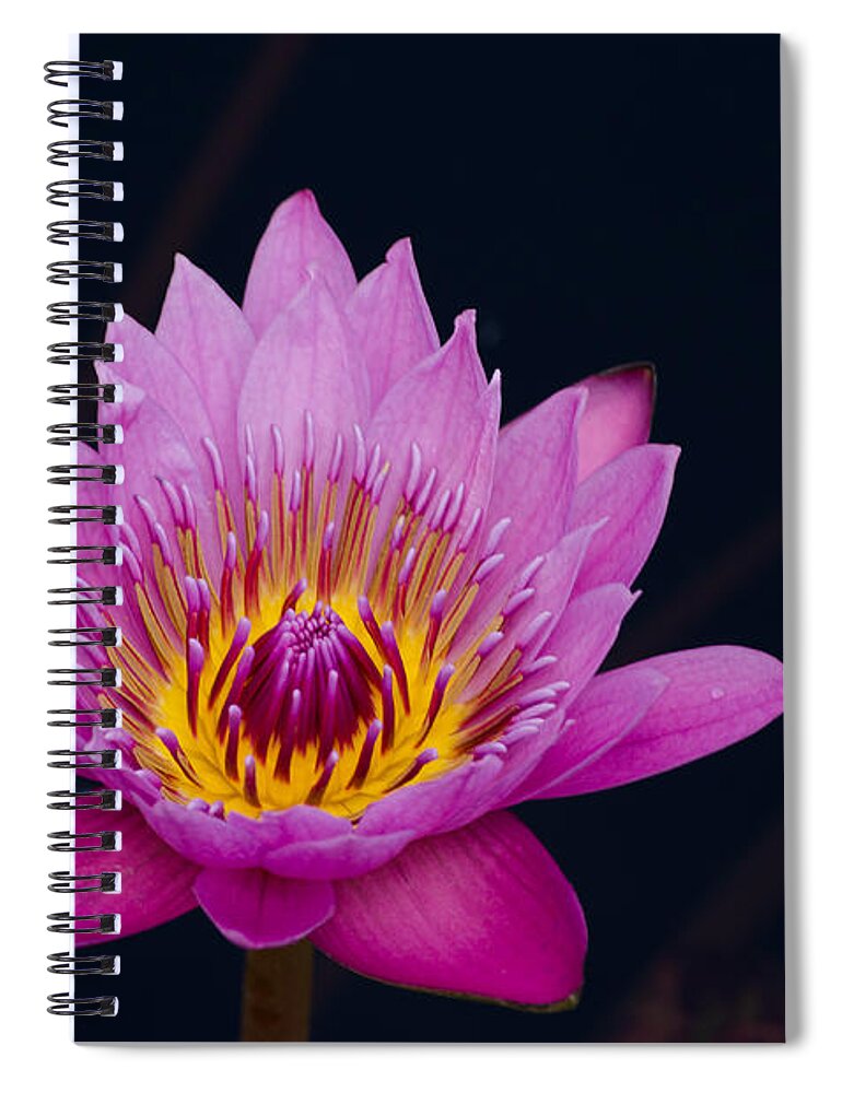 Flower Spiral Notebook featuring the photograph Purple Lotus Flower by Jim Shackett