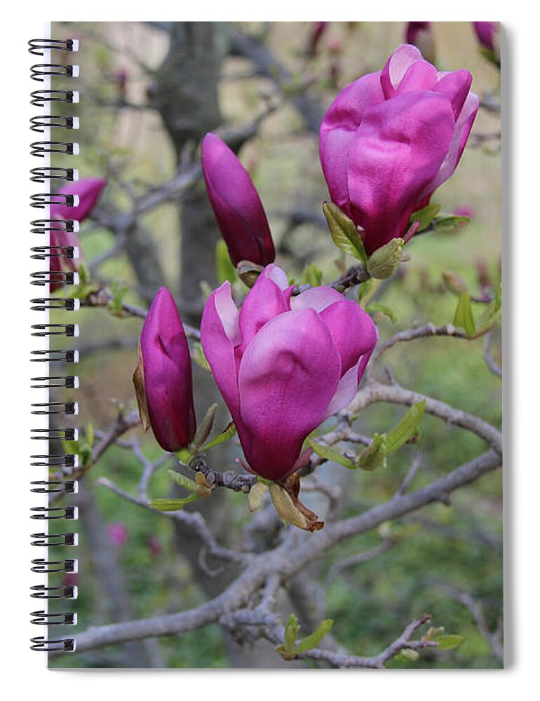 Magnolia Spiral Notebook featuring the photograph Purple Magnolia Flowers by Anne Nordhaus-Bike