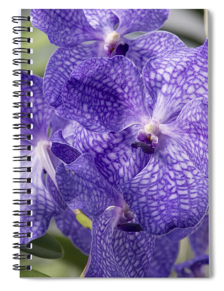 Orchids Spiral Notebook featuring the photograph Purple orchids by Elena Perelman