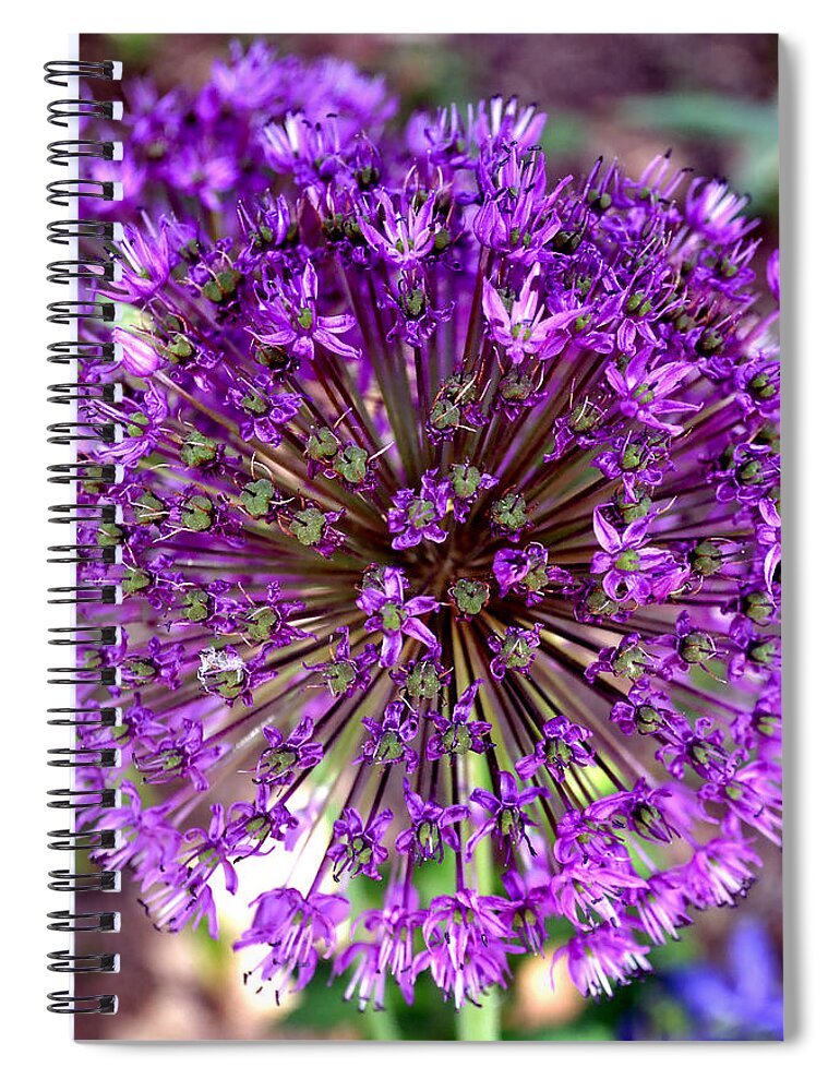 Allium Spiral Notebook featuring the photograph Purple Sensation Allium by Deena Stoddard