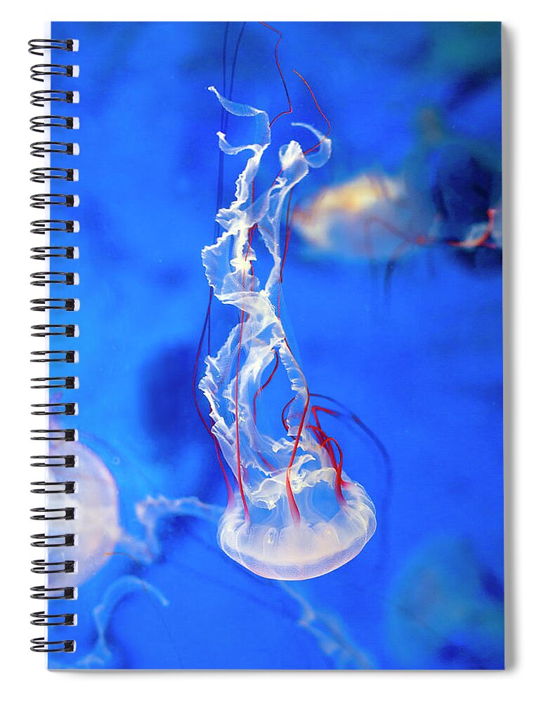 Purple Spiral Notebook featuring the photograph Purple Striped Jelly In Aquarium by Digipub