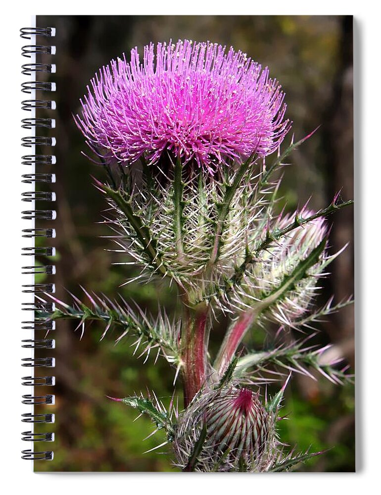 Florida Spiral Notebook featuring the photograph Purple Thistle by Debra Forand