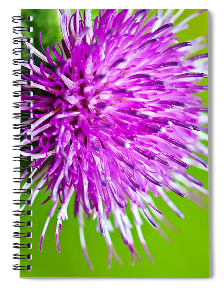 Wildflowers Spiral Notebook featuring the photograph Purple Thistle by Gwen Gibson