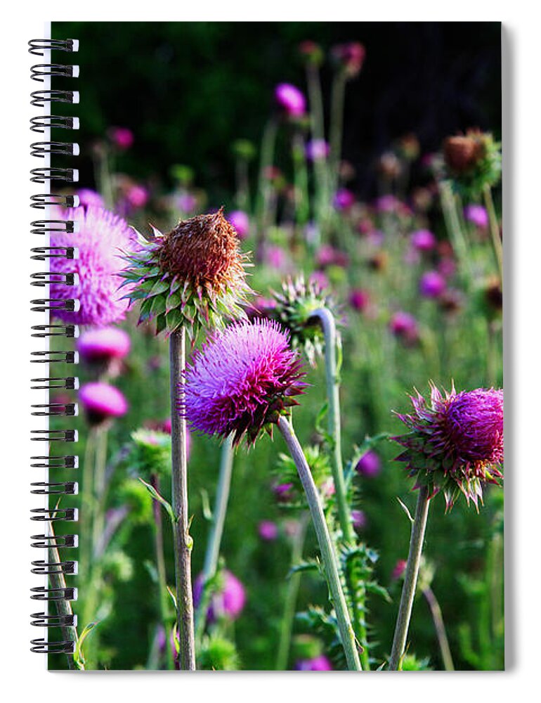 Landscape Spiral Notebook featuring the photograph Purple Thistle by Toni Hopper