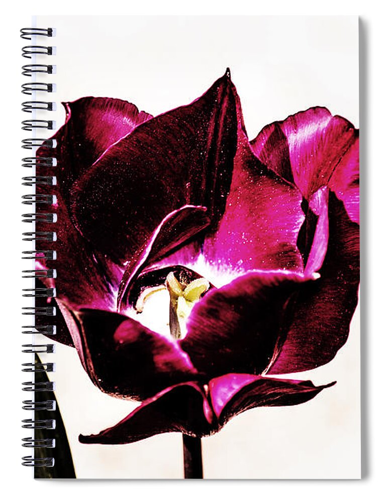 Tulip Spiral Notebook featuring the photograph Purple Tulip by Angela DeFrias