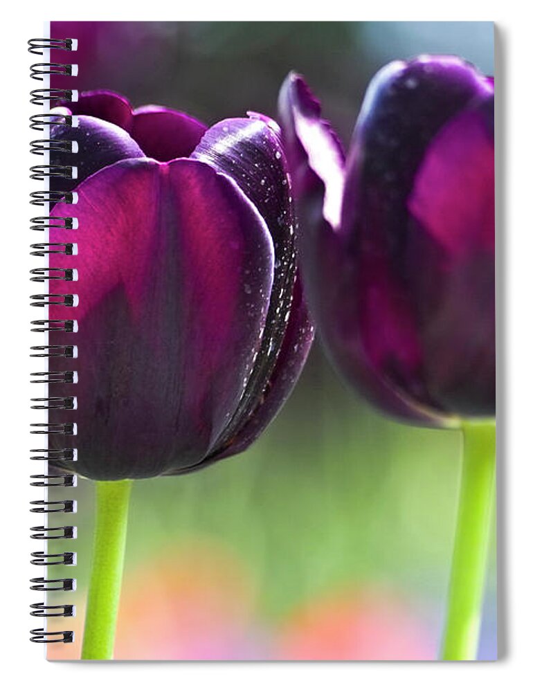 Tulip Spiral Notebook featuring the photograph Purple tulips by Heiko Koehrer-Wagner