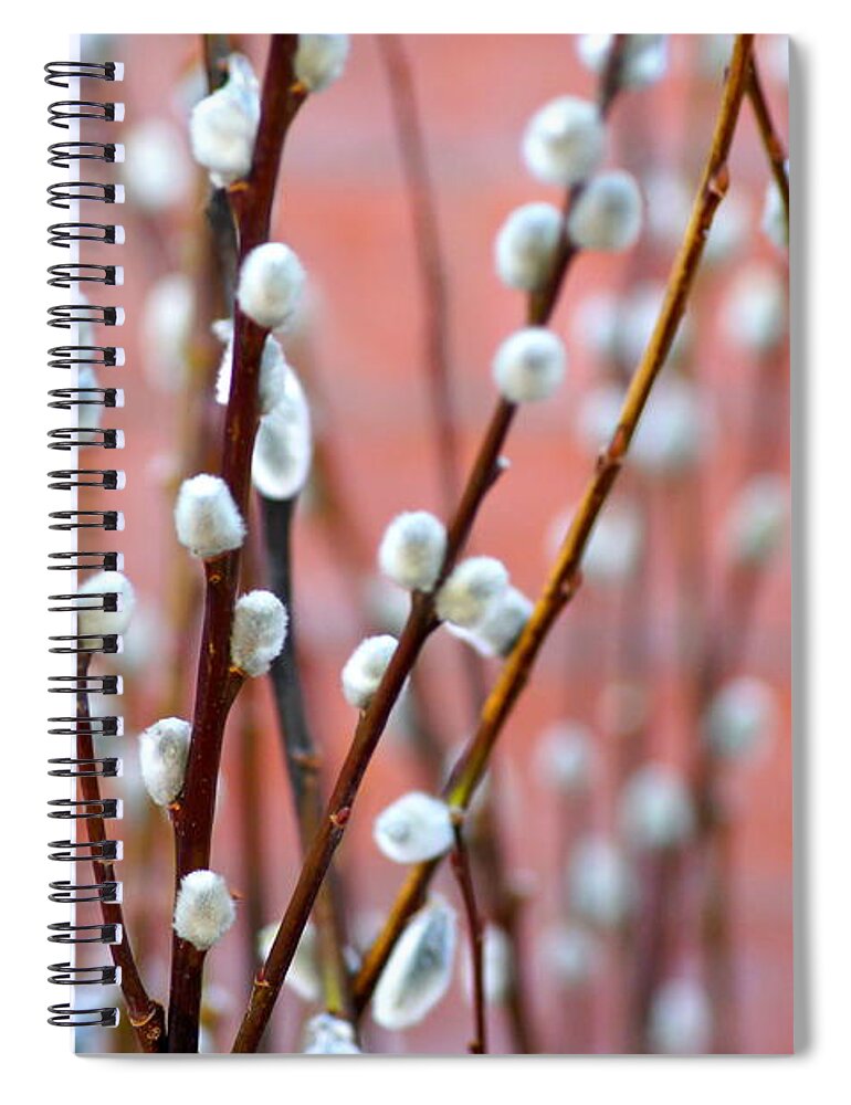 Spring Spiral Notebook featuring the photograph Pussy Willows by Ira Shander