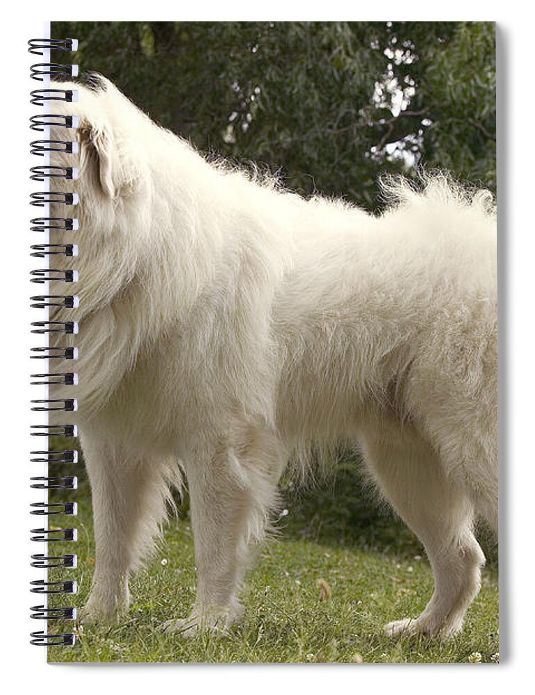 Pyrenean Mountain Dog Spiral Notebook featuring the photograph Pyrenean Mountain Dog by Jean-Michel Labat