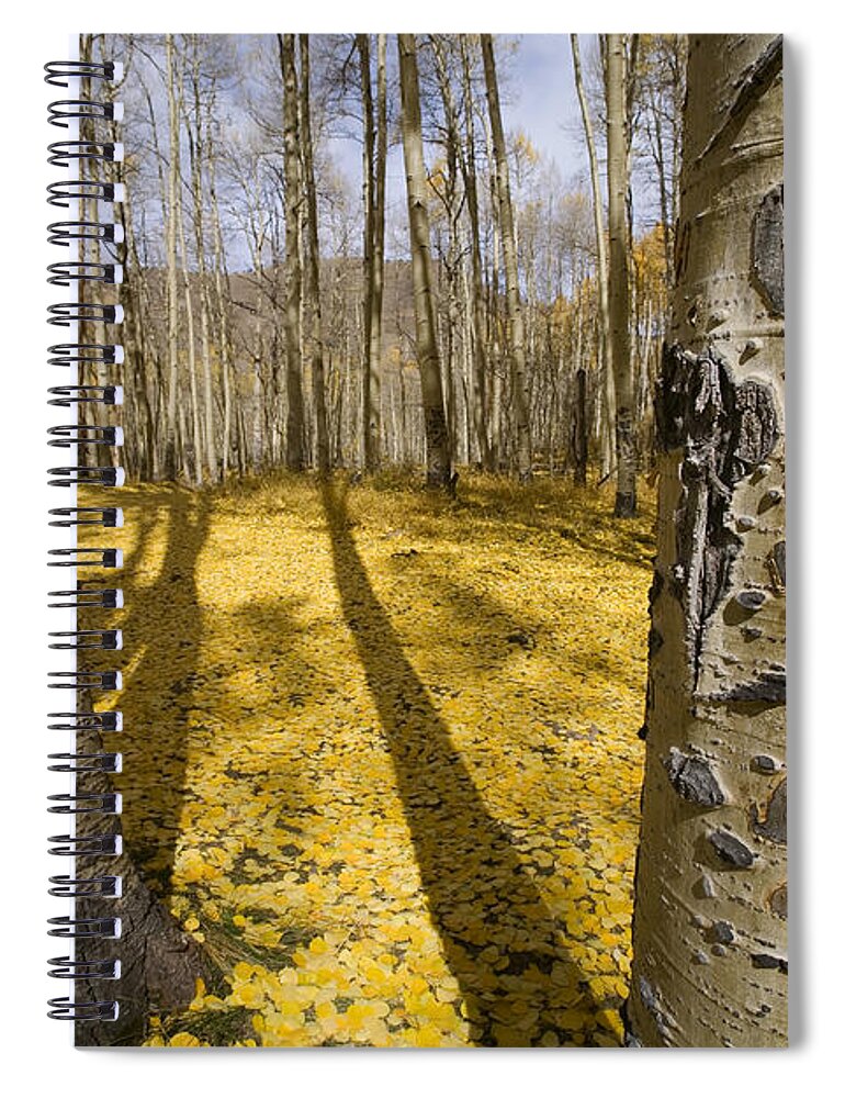 Plant Spiral Notebook featuring the photograph Quaking Aspen Forest, Co by Sean Bagshaw