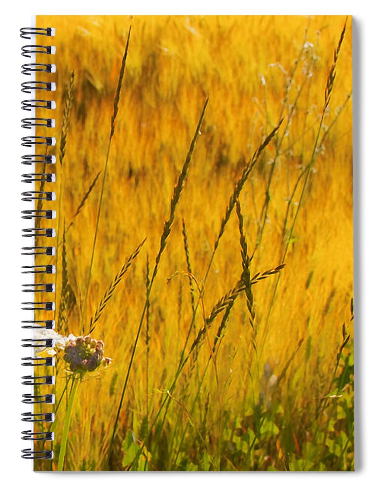 Field Spiral Notebook featuring the photograph Queen Anne's Lace by Theresa Tahara