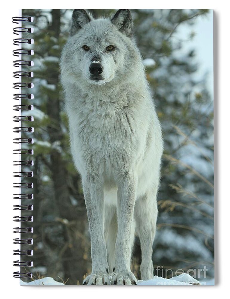 Gray Wolf Spiral Notebook featuring the photograph Queen Of The West by Adam Jewell