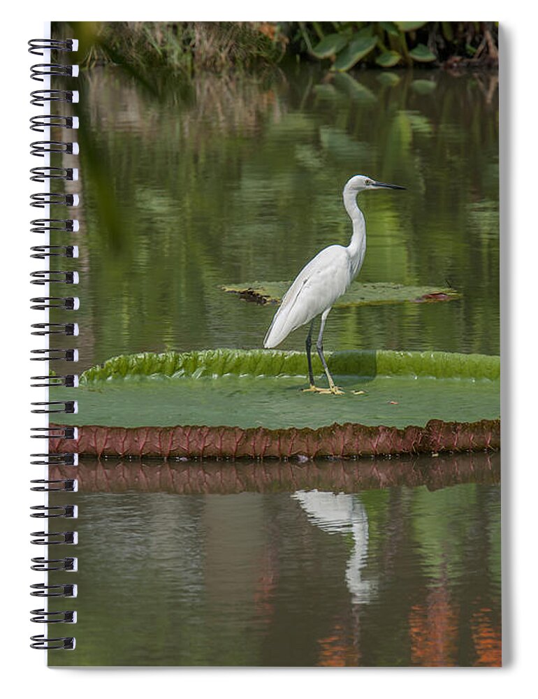 Nature Spiral Notebook featuring the photograph Queen Victoria Water Lily Pad with Little Egret DTHB1618 by Gerry Gantt