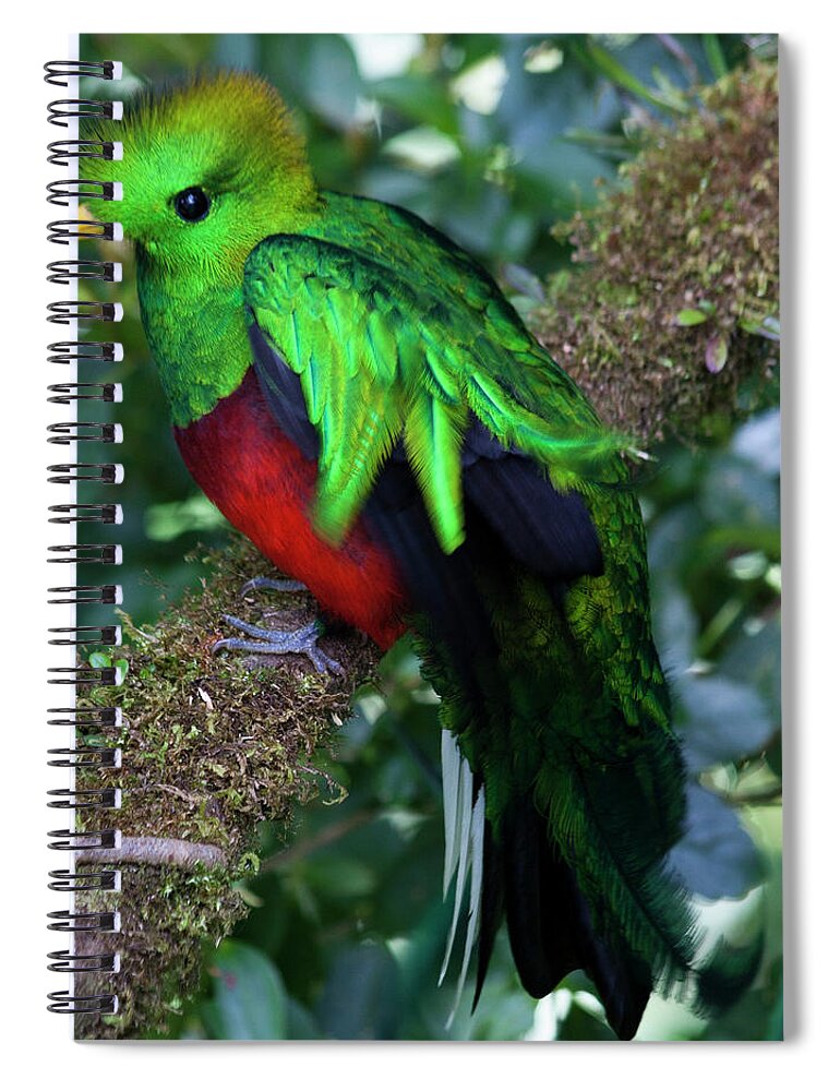 Bird Spiral Notebook featuring the photograph Quetzal by Heiko Koehrer-Wagner