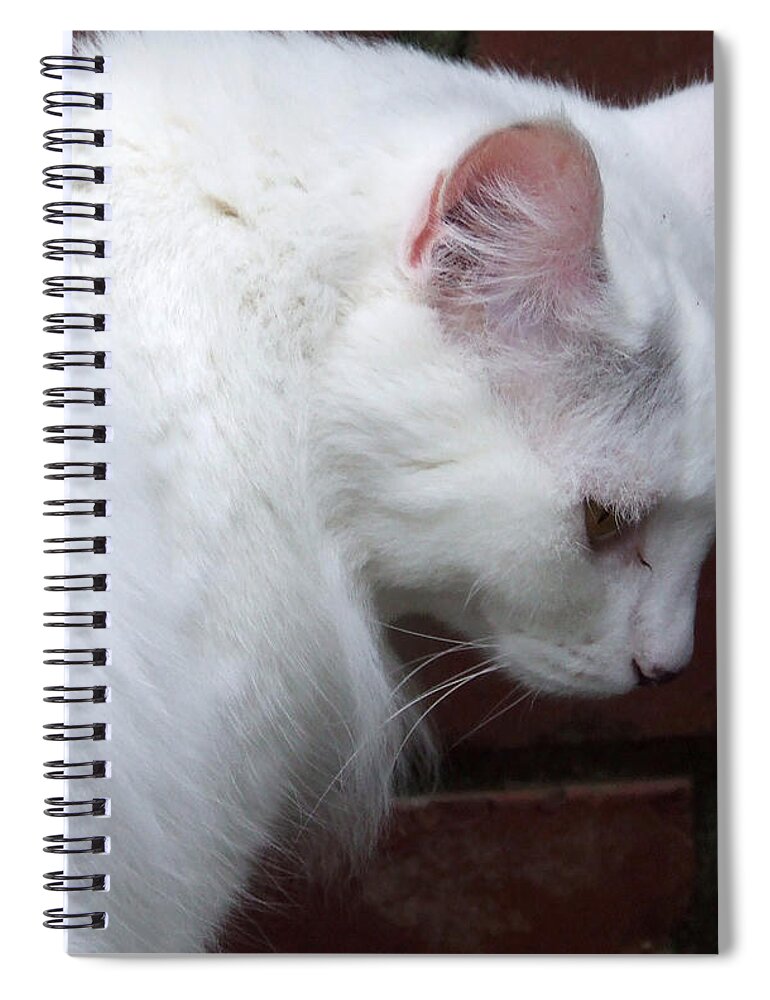 Cat Spiral Notebook featuring the photograph Quiet cat by Andrea Anderegg