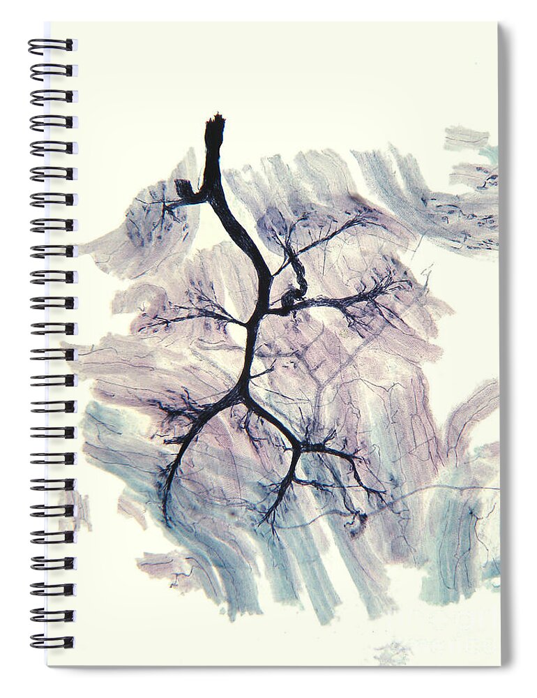 Nerve Spiral Notebook featuring the photograph Rabbit Neuron Nerve Ending Lm by Garry DeLong