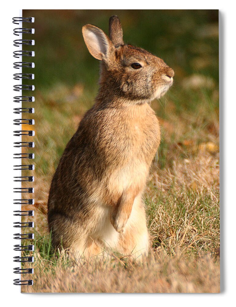 Wildlife Spiral Notebook featuring the photograph Rabbit Standing in the Sun by William Selander
