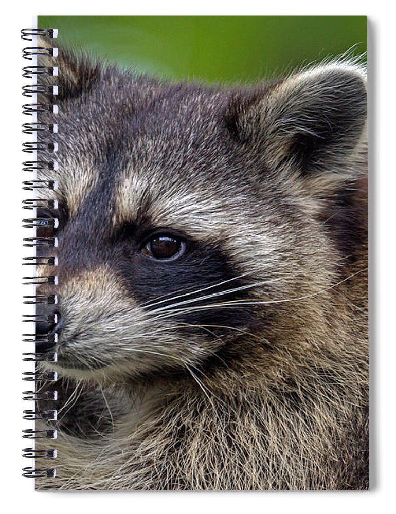 Raccoon Spiral Notebook featuring the photograph Raccoon by Jerry Gammon