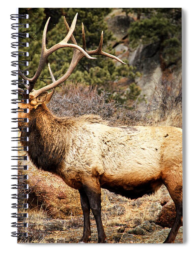 Elk Spiral Notebook featuring the photograph Rack of Elk by Juli Ellen