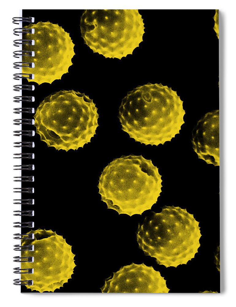 Botany Spiral Notebook featuring the photograph Ragweed Pollen Sem by David M. Phillips