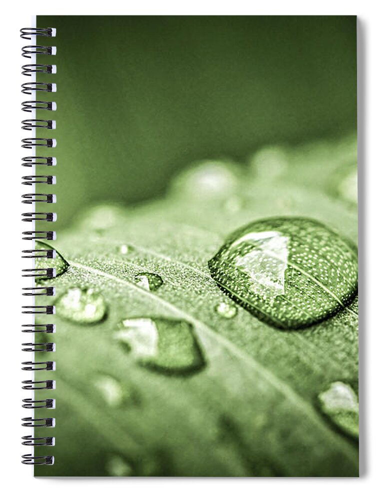 Plant Spiral Notebook featuring the photograph Rain drops on green leaf by Elena Elisseeva
