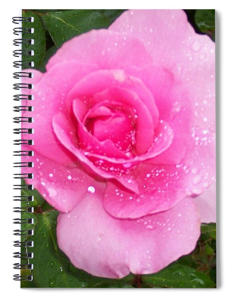 Roses Spiral Notebook featuring the photograph Rain Kissed Rose by Catherine Gagne