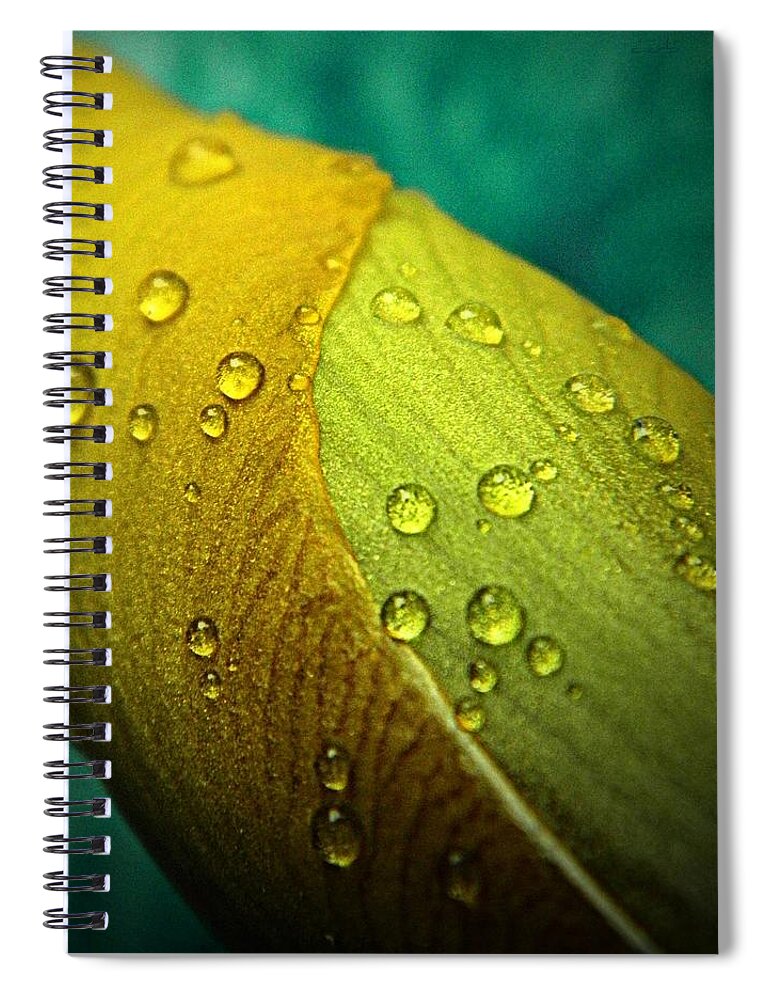 Nature Spiral Notebook featuring the photograph Rain Wrapped by Chris Berry